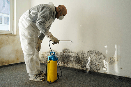 A mold remediation contractor removes mold and mildew from a wall in a home being affected by black mold.