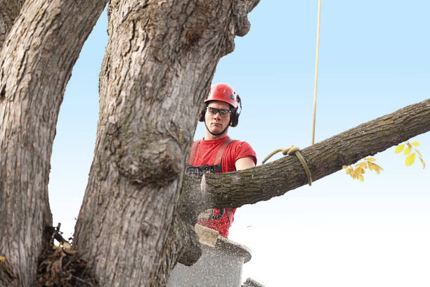 A tree trimming arborist uses a chainsaw and a bucket truck to trim and prune dead tree branches as part of tree care and tree removal services.